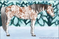 Horse Color:Bay Sabino  and Bay Sabino 