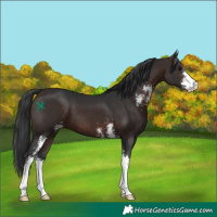 Horse Color:Bay Sabino 