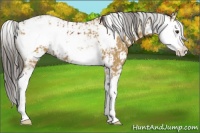Horse Color:Bay Sabino  and Buckskin Sabino 