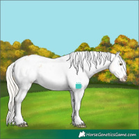 Horse Color:White Spotted Silver Buckskin Dun Appaloosa 