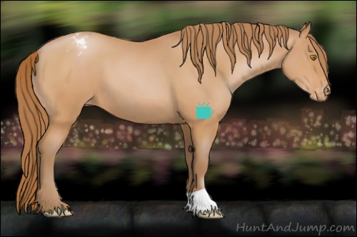 Horse Color:Bay Pearl Appaloosa