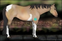 Horse Color:Bay Dun Tobiano 