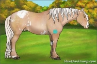 Horse Color:White Spotted Silver Bay Pearl Appaloosa 
