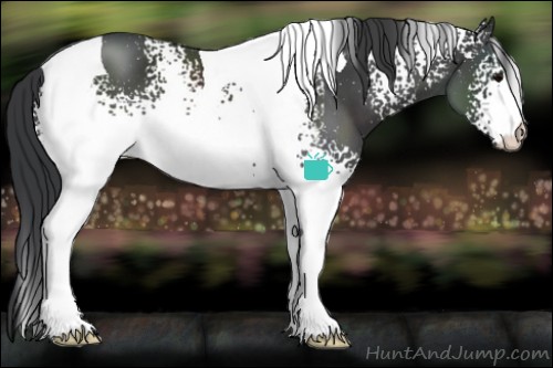 Horse Color:White Spotted Black Tobiano