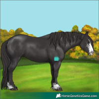 Horse Color:Smoky Black Sabino 