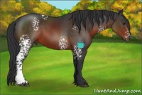 Horse Color:White Spotted Brown Sabino