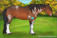 Horse Color:White Spotted Bay 