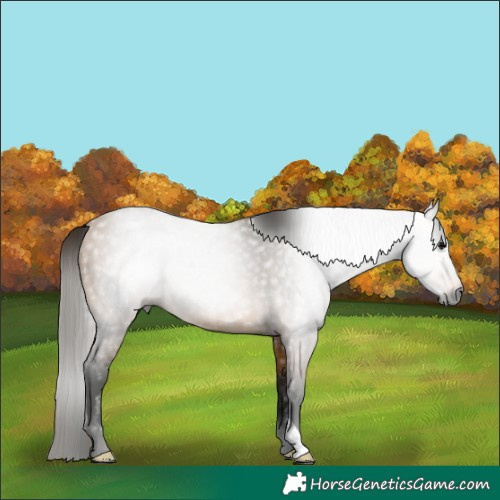 Horse Color:Gray Buckskin 