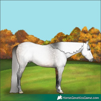 Horse Color:Gray Buckskin 