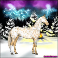 Horse Color:Palomino Near Leopard 