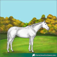 Horse Color:Gray Silver Black Splash 