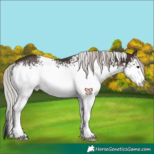 Horse Color:White Spotted Silver Brown Rabicano 