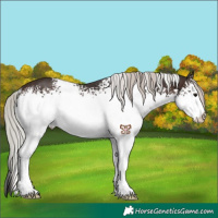 Horse Color:White Spotted Silver Brown Rabicano 