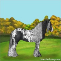 Horse Color:Black and Black Tobiano