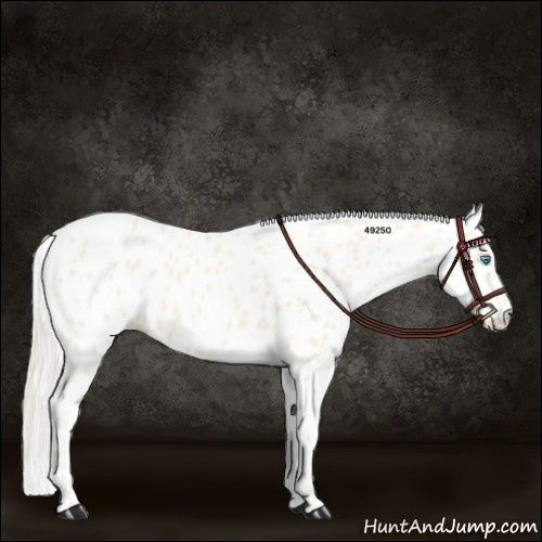 Horse Color:Cremello Appaloosa 