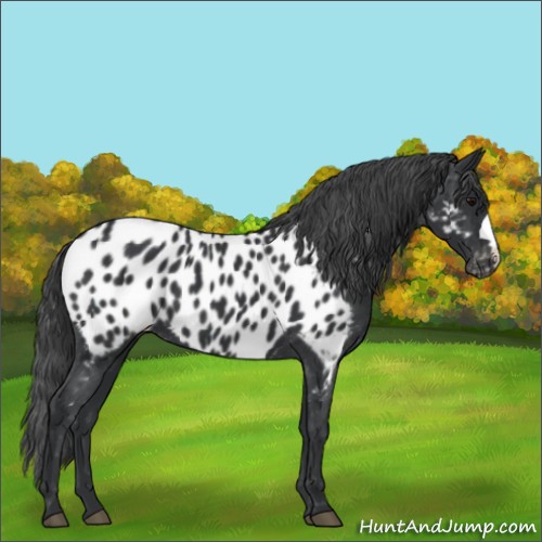 Horse Color:Black Appaloosa