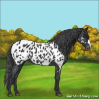 Horse Color:Black Appaloosa 