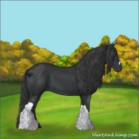 Horse Color:Black 