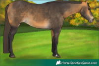 Horse Color:Buckskin 