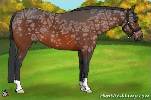 Horse Color:Bay Ice 