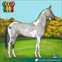 Horse Color:Grullo Roan Tobiano