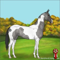Horse Color:Blue Roan Tobiano 