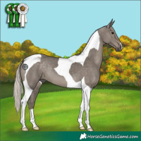 Horse Color:Silver Grullo Tobiano 