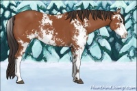 Horse Color:Bay Sabino  and Bay Sabino Rabicano 