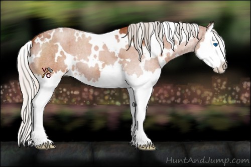 Horse Color:White Spotted Silver Brown Sabino Splash 