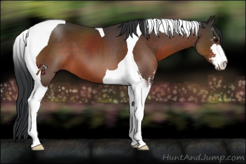Horse Color:Bay Sabino Tobiano 