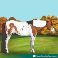 Horse Color:Bay Sabino Tobiano 