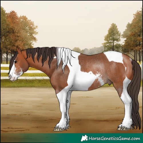Horse Color:Bay Sabino Tobiano Rabicano 
