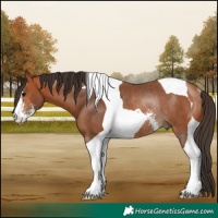 Horse Color:Bay Sabino Tobiano Rabicano