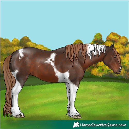 Horse Color:Liver Chestnut Tobiano 