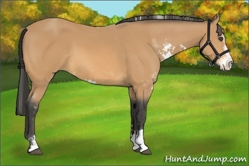 Horse Color:Buckskin Sabino 