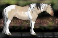 Horse Color:Bay Dun Tobiano Rabicano 