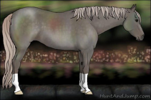 Horse Color:Silver Blue Roan 
