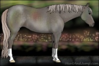 Horse Color:Silver Blue Roan 