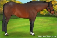 Horse Color:Bay 