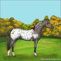 Horse Color:Painted Grullo Tobiano Appaloosa 