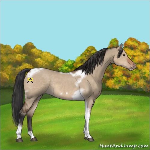 Horse Color:Bay Dun Tobiano Frame Rabicano 