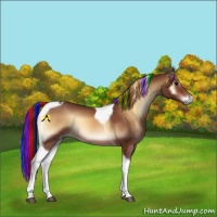 Horse Color:Painted Bay Onyx Tobiano 