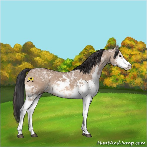 Horse Color:Bay Ice Dun Sabino 