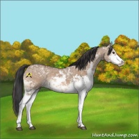 Horse Color:Bay Ice Dun Sabino 