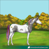 Horse Color:Painted Grullo Ice Splash Tobiano 