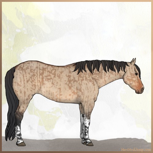 Horse Color:Bay Dun  and Bay Dun 