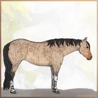 Horse Color:Bay Dun  and Bay Dun 