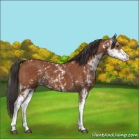 Horse Color:Bay Sabino  and Bay Sabino 