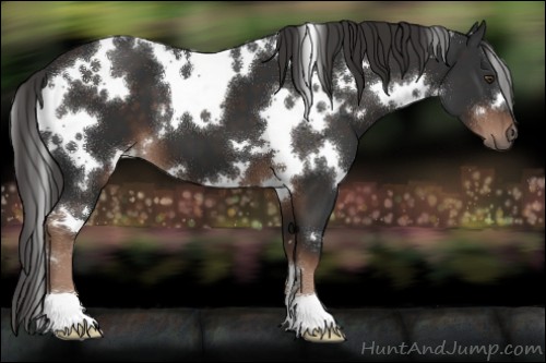Horse Color:White Spotted Liver Chestnut 