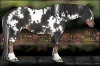 Horse Color:White Spotted Liver Chestnut 